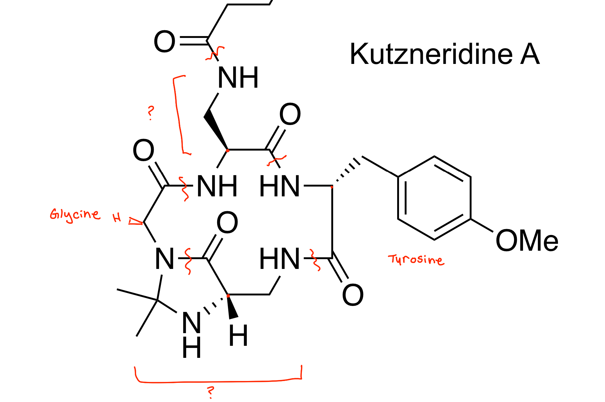 What amino acids has kutzneridine A been