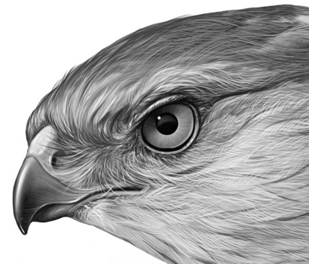 In MATLAB: Using the image hawk.png and add noise