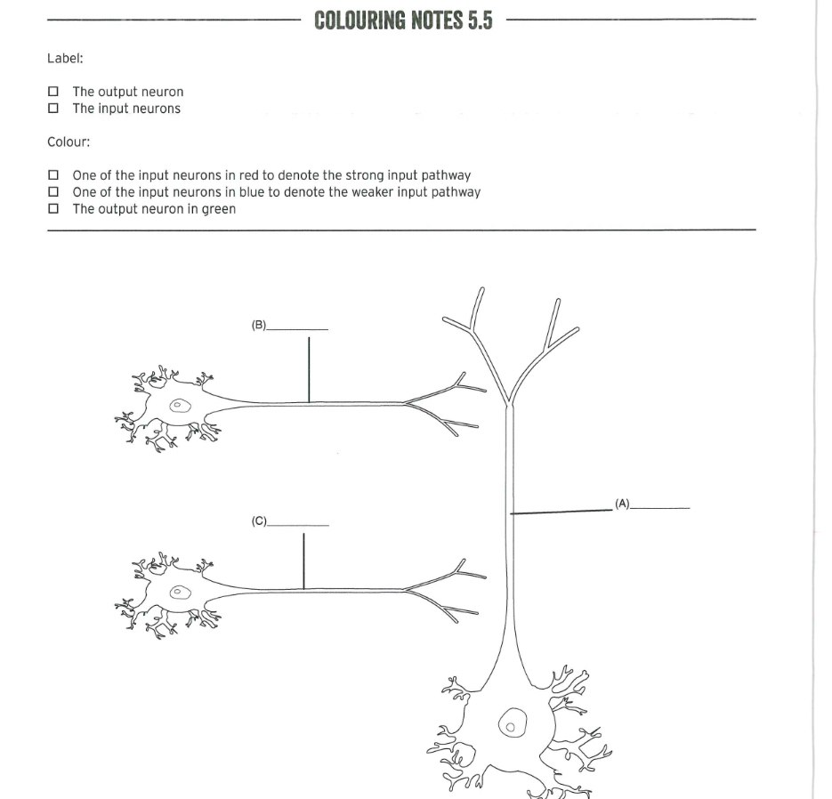 COLOURING NOTES 5 . 5 Label: The output neuron