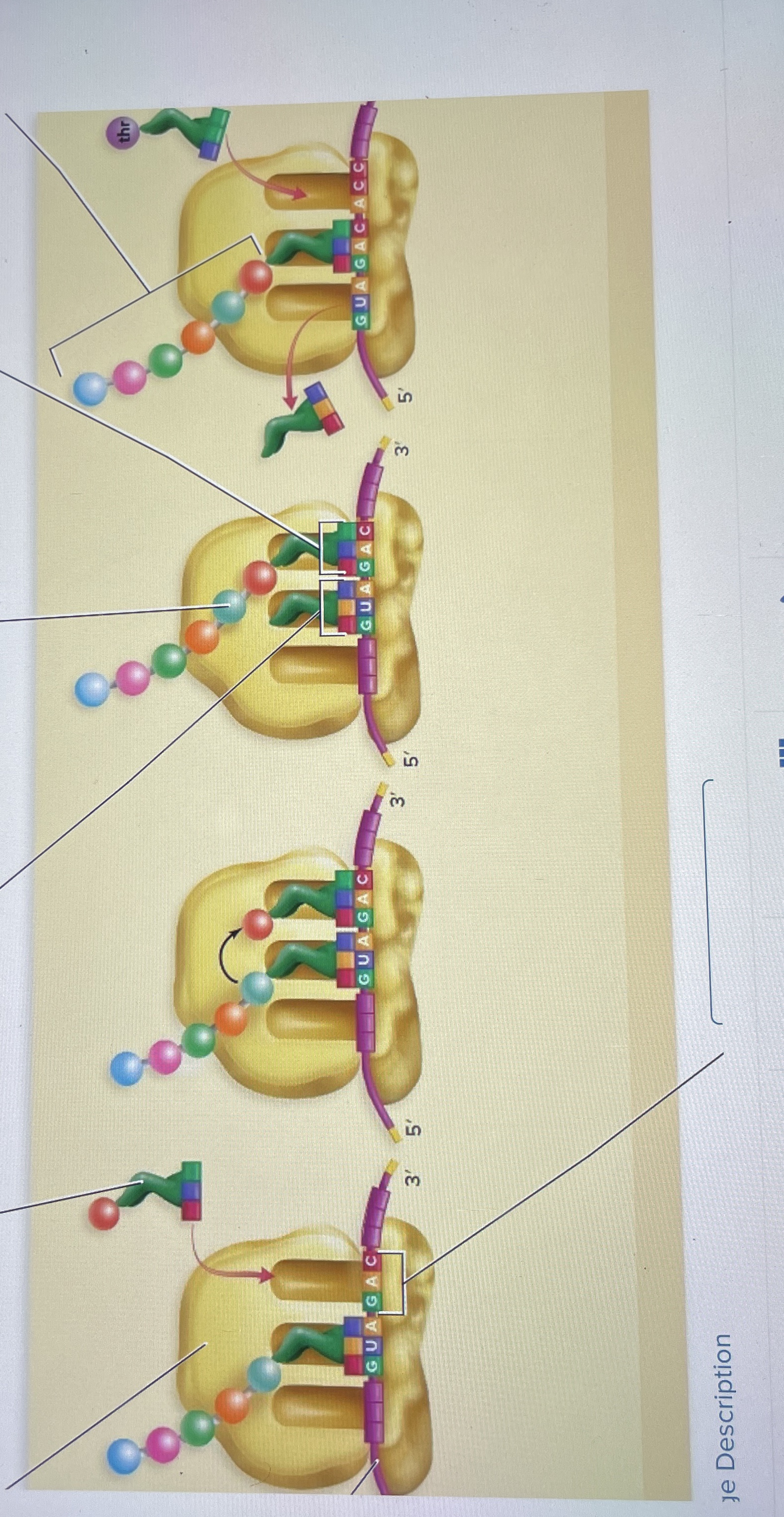 Label the components of Translations