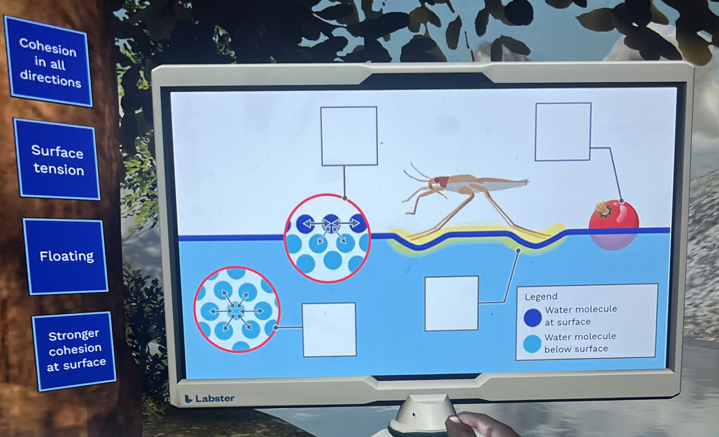 Cohesion in all directions Stronger cohesion at