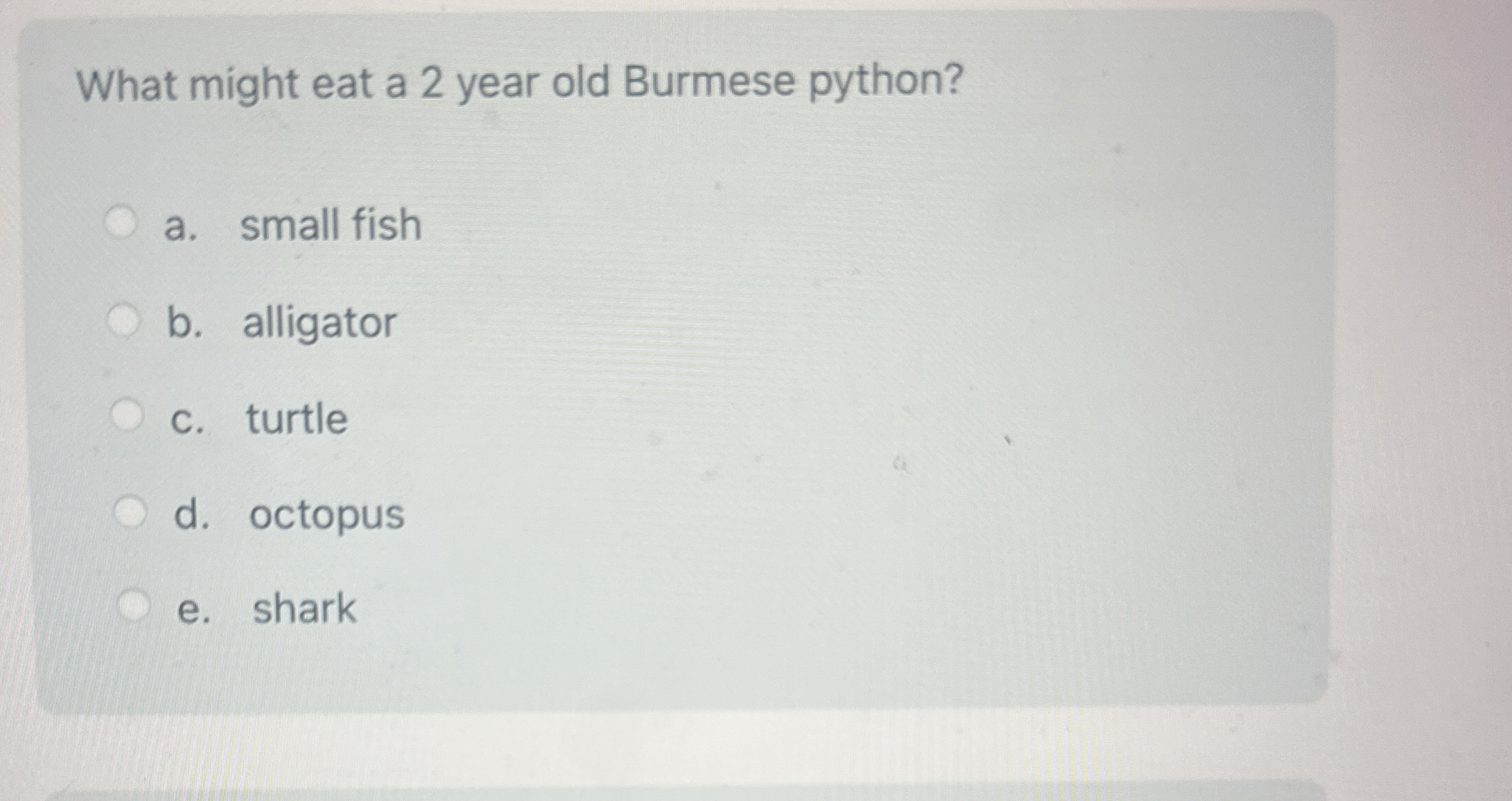 What might eat a 2 year old Burmese python? a .