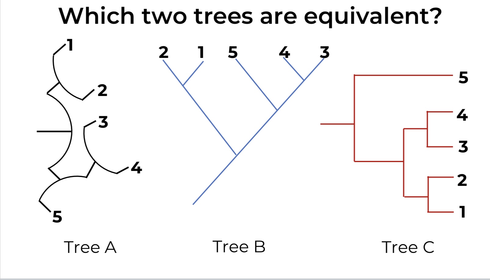 Which two trees are equivalent? Tree A Tree B