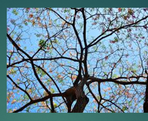 Write a racket program that creates a fractal