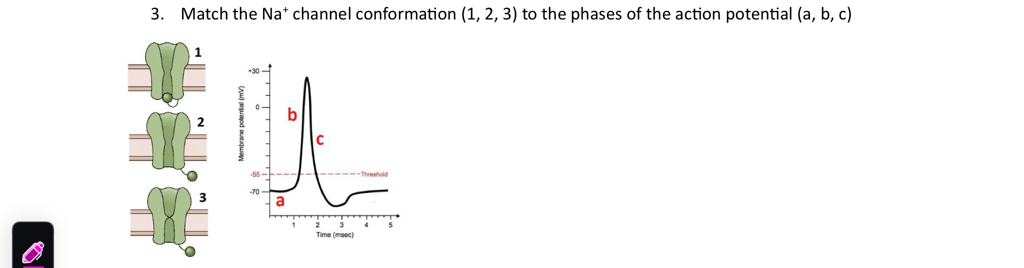 Match the N a channel conformation ( 1 , 2 , 3 )