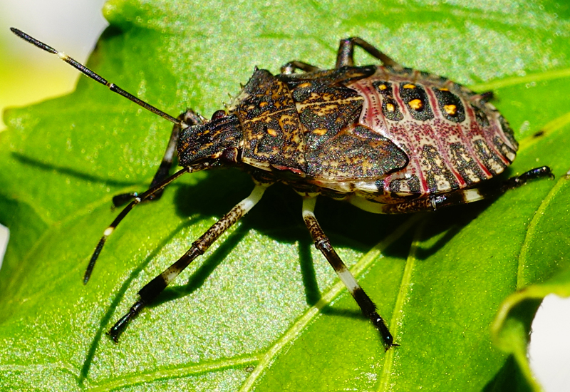 help me make a project on farm insect