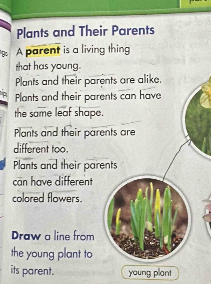 Plants and Their Parents A parent is a living