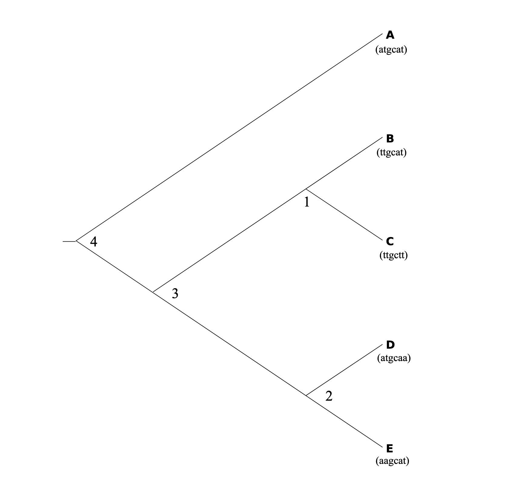 Draw the unrooted tree derived specifically from