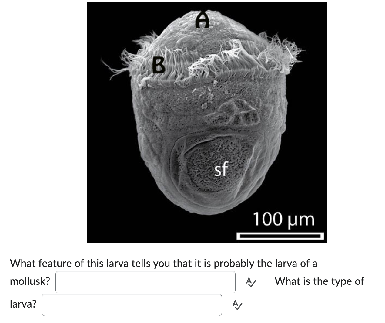 What feature of this larva tells you that it is