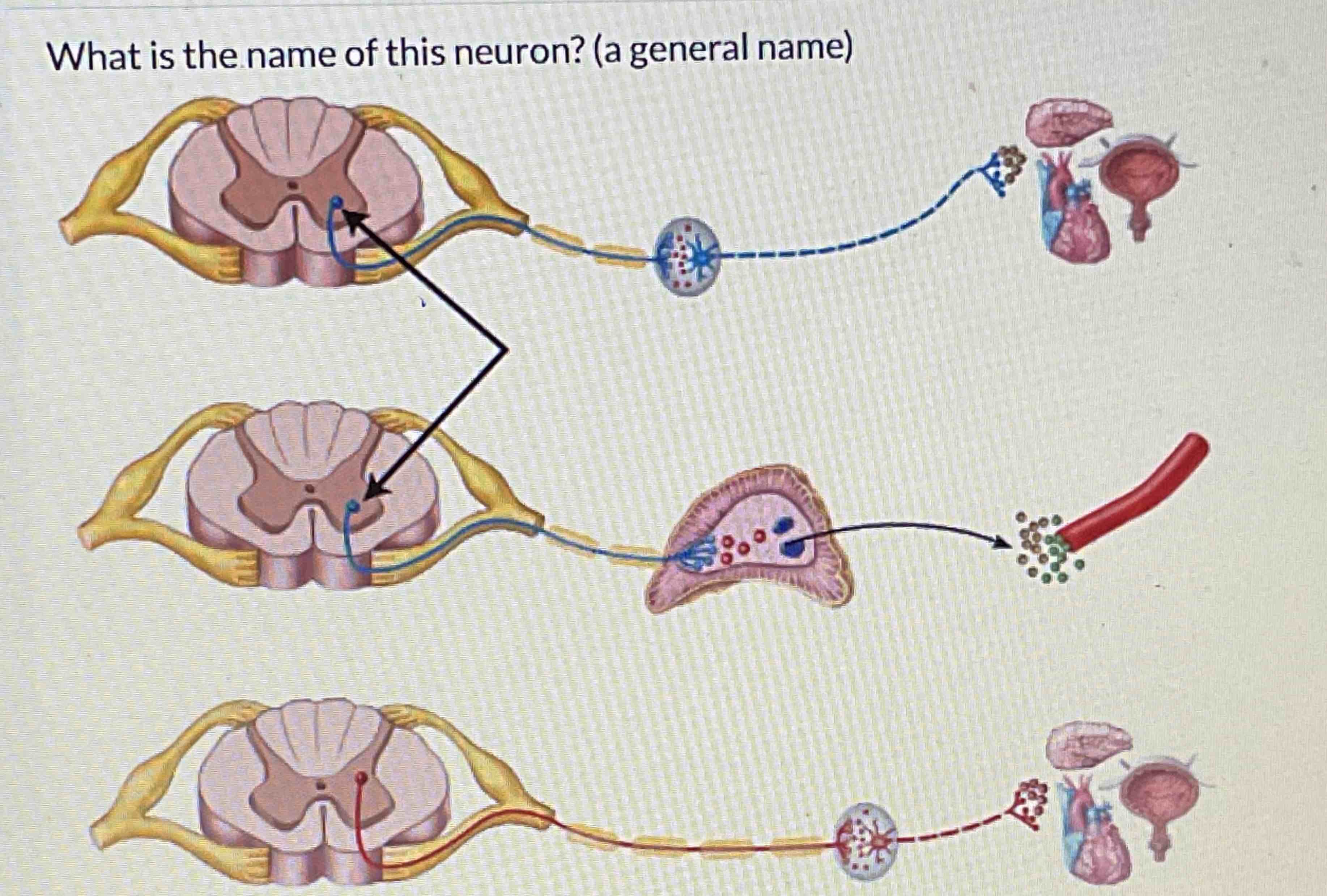 What is the name of this neuron? ( a general name