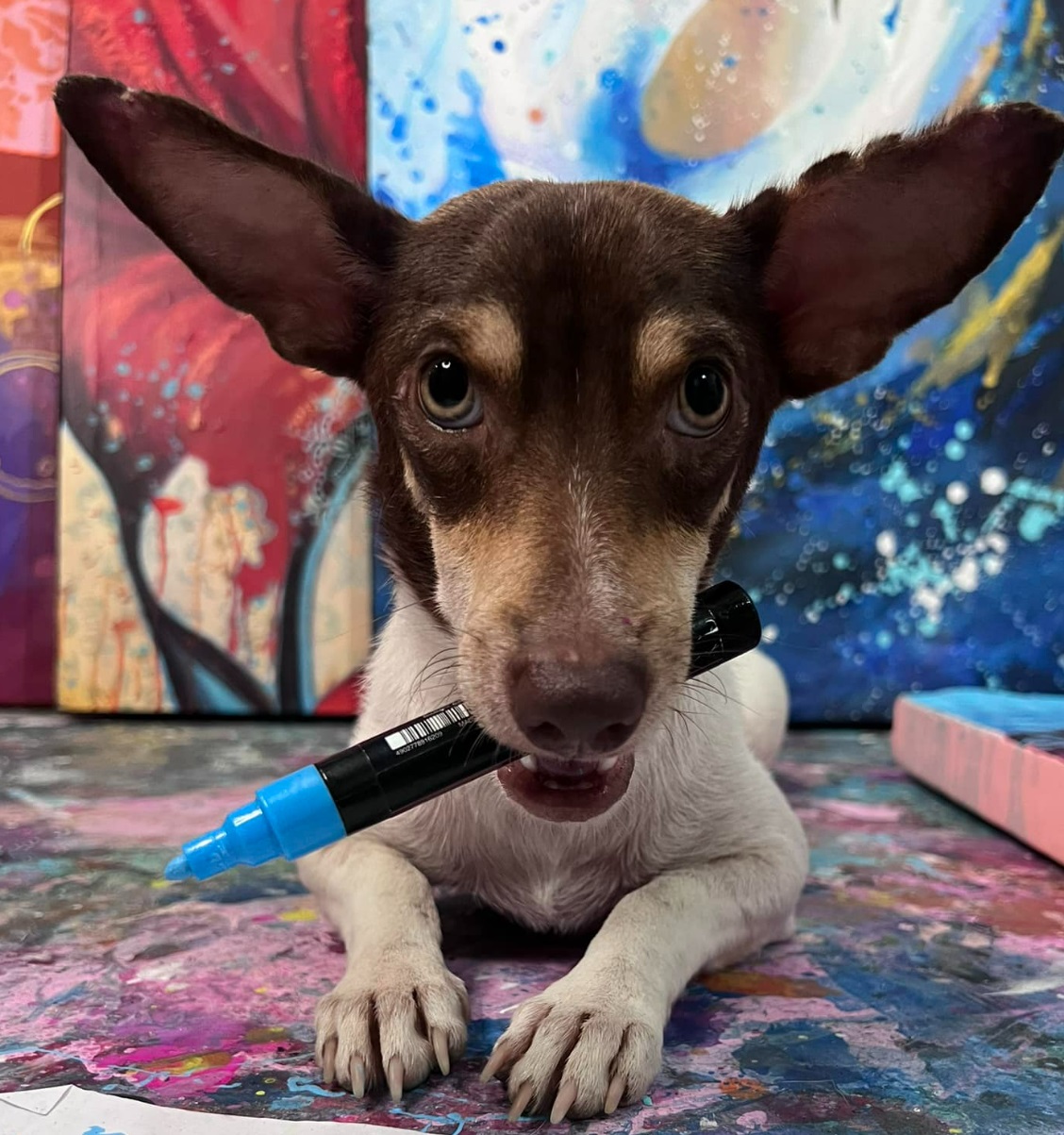 i have a capture the flag challange within the