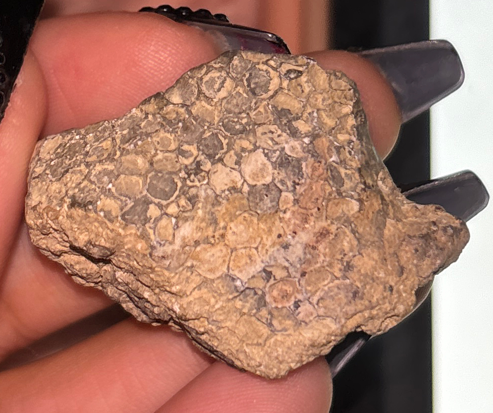 You have a sclareactinian coral ( 2 ) ; please