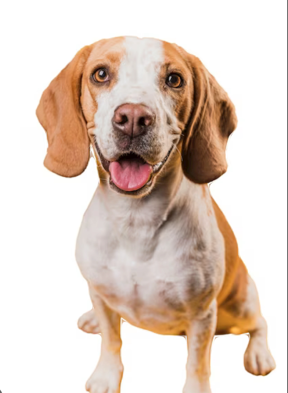 In Matlab, load the image dog.jpg and compute the