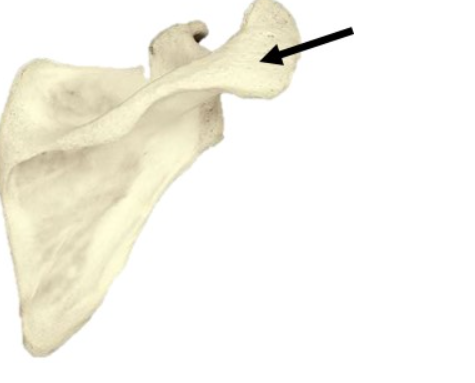 code class = "asciimath"  style="width: 25%; display: block; margin-left: 0; margin-right: auto;"></a></div>                                                                                    </h2>
                                                                            </div>
                                </div>
                                                                <div class="related-question-statment col-md-12 col-lg-12">
                                    <div class="no-padding question-statement-complete-placement">
                                                                                <h2 class="small_h2">
                                            <a href="/study-help/questions/2-a-process-called-26537268"
                                               class="related-question-statement-styling">2 ) A process called _ _ _ _ _ rejects the request to add the following entry to the database. Enter item cost: $A . 7 8 deletion validation</a>                                                                                    </h2>
                                                                            </div>
                                </div>
                                                                <div class="related-question-statment col-md-12 col-lg-12">
                                    <div class="no-padding question-statement-complete-placement">
                                                                                <h2 class="small_h2">
                                            <a href="/study-help/questions/define-a-default-constructor-that-initializes-the-fields-author-26537270"
                                               class="related-question-statement-styling">Define a default constructor that initializes the fields author ( string ) , year ( integer ) , and title ( string ) with the default values "Void", - 1 , and "Void", respectively. Ex: If the input is Luna 2 0 1 1 Daisy, then the output is: Default values: Author: Void, Year: - 1 , Title: Void After mutator methods: Author: Luna, Year: 2 0 1 1 ,</a>                                                                                    </h2>
                                                                            </div>
                                </div>
                                                                <div class="related-question-statment col-md-12 col-lg-12">
                                    <div class="no-padding question-statement-complete-placement">
                                                                                <h2 class="small_h2">
                                            <a href="/study-help/questions/consider-the-3-node-network-example-shown-in-lecture-26537271"
                                               class="related-question-statement-styling">Consider the 3 - node network example shown in lecture notes Chapter 4 - part 3 . ppt on Slide 2 4 . Use the similar way to illustrate how the three nodes exchange and update their distance table to converge, when the link cost between the three nodes are: c ( x , y ) = 3 , c ( y , z ) = 6 , c ( x , z ) = 2 .</a>                                                                                    </h2>
                                                                            </div>
                                </div>
                                                                <div class="related-question-statment col-md-12 col-lg-12">
                                    <div class="no-padding question-statement-complete-placement">
                                                                                <h2 class="small_h2">
                                            <a href="/study-help/questions/question-2-the-nist-standard-reference-database-gave-the-following-26537272"
                                               class="related-question-statement-styling">Question 2 The NIST Standard Reference Database gave the following summary informationfor fracture strengths ( MPa ) of 1 3 8 ceramic bars fired in a particular kiln: = 8 3 . 1 4 x = 8 3 . 1 4 , = 2 . 7 3 s = 2 . 7 3 .</a>                                                                                    </h2>
                                                                            </div>
                                </div>
                                                                <div class="related-question-statment col-md-12 col-lg-12">
                                    <div class="no-padding question-statement-complete-placement">
                                                                                <h2 class="small_h2">
                                            <a href="/study-help/questions/problem-7-for-this-problem-and-problem-26537277"
                                               class="related-question-statement-styling">Problem # 7 : For this problem and Problem # 8 below you are going to use a personalized databank data set. To create this dataset and import it into R , do the following: 1 . Your personalized databank data set is here. Click on the preceding link and save the file as a text file. The name of the text file should be of the form MacID _</a>                                                                                    </h2>
                                                                            </div>
                                </div>
                                                                <div class="related-question-statment col-md-12 col-lg-12">
                                    <div class="no-padding question-statement-complete-placement">
                                                                                <h2 class="small_h2">
                                            <a href="/study-help/questions/n-order-to-connect-the-pk-field-from-one-entity-26537278"
                                               class="related-question-statement-styling">n order to connect the PK field from one entity to the matching FK field in the second entity, they must share _ _ _ _ _ . Group of answer choices a 1 : 1 relationship either kind of relationship a 1 :M relationship a path through a common entity</a>                                                                                    </h2>
                                                                            </div>
                                </div>
                                                                <div class="related-question-statment col-md-12 col-lg-12">
                                    <div class="no-padding question-statement-complete-placement">
                                                                                <h2 class="small_h2">
                                            <a href="/study-help/questions/margarita-is-helping-the-wellness-department-prepare-a-presentation-on-26537279"
                                               class="related-question-statement-styling">Margarita is helping the Wellness Department prepare a presentation on hypertension, one of the diseases the Wellpoint Medical Clinic focused on during a recent study. The Wellness Department will use the presentation to educate patients about high blood pressure. Complete the following tasks: a . On Slide 1 ( " Hypertension Basics" ) , ignore all</a>                                                                                    </h2>
                                                                            </div>
                                </div>
                                                                <div class="related-question-statment col-md-12 col-lg-12">
                                    <div class="no-padding question-statement-complete-placement">
                                                                                <h2 class="small_h2">
                                            <a href="/study-help/questions/you-receive-a-suspicious-call-from-an-unknown-number-telling-26537280"
                                               class="related-question-statement-styling">You receive a suspicious call from an unknown number telling you that your Corporate credit card has been blocked and you must verify your card and other personal details for reactivation. What is this type of social engineering attack called?</a>                                                                                    </h2>
                                                                            </div>
                                </div>
                                                                <div class="related-question-statment col-md-12 col-lg-12">
                                    <div class="no-padding question-statement-complete-placement">
                                                                                <h2 class="small_h2">
                                            <a href="/study-help/questions/choose-one-of-the-following-and-discuss-how-it-might-26537281"
                                               class="related-question-statement-styling">choose one of the following and discuss how it might contribute to an IT audit 1 . Penetration testing tools that might be of interest to the class in terms of value to the organization, types of pen tests that can be conducted, why you would consider using the specific tool or methodology, etc.</a>                                                                                    </h2>
                                                                            </div>
                                </div>
                                                                <div class="related-question-statment col-md-12 col-lg-12">
                                    <div class="no-padding question-statement-complete-placement">
                                                                                <h2 class="small_h2">
                                            <a href="/study-help/questions/countermeasures-what-protections-were-enabled-and-why-1-what-26537282"
                                               class="related-question-statement-styling">Countermeasures, what protections were enabled and why? 1 . What protections the lab implements</a>                                                                                    </h2>
                                                                            </div>
                                </div>
                                                                <div class="related-question-statment col-md-12 col-lg-12">
                                    <div class="no-padding question-statement-complete-placement">
                                                                                <h2 class="small_h2">
                                            <a href="/study-help/questions/which-of-the-following-items-result-in-eliminating-one-or-26537283"
                                               class="related-question-statement-styling">Which of the following items result in eliminating one or more of the phases of the Systems Development Lifecycle?A . Using Prototyping toolsB. Purchasing a software application packageC. Using object - oriented technologyD. Using CASE tools</a>                                                                                    </h2>
                                                                            </div>
                                </div>
                                                                <div class="related-question-statment col-md-12 col-lg-12">
                                    <div class="no-padding question-statement-complete-placement">
                                                                                <h2 class="small_h2">
                                            <a href="/study-help/questions/which-one-of-the-below-is-not-an-administrative-query-26537284"
                                               class="related-question-statement-styling">Which one of the below is NOT an Administrative query in server manager? Performance Monitor Dashboard Amount of RAM Best practice analysis Event logs with severity levels List of installed services</a>                                                                                    </h2>
                                                                            </div>
                                </div>
                                                                <div class="related-question-statment col-md-12 col-lg-12">
                                    <div class="no-padding question-statement-complete-placement">
                                                                                <h2 class="small_h2">
                                            <a href="/study-help/questions/selected-all-the-true-statements-the-use-of-flowcharts-and-26537285"
                                               class="related-question-statement-styling">Selected all the true statements The use of Flowcharts and Pseudo - Code to help develop algorithms depends on which programming language is being used Not all C programs have to terminate Function 1 can call Function 2 , which could call Function 1 which agains calls Function 2 and so on Logical errors when developing an algorithm are the easiest</a>                                                                                    </h2>
                                                                            </div>
                                </div>
                                                                <div class="related-question-statment col-md-12 col-lg-12">
                                    <div class="no-padding question-statement-complete-placement">
                                                                                <h2 class="small_h2">
                                            <a href="/study-help/questions/what-is-the-scale-for-this-floor-plan-group-of-26537286"
                                               class="related-question-statement-styling">What is the scale for this floor plan? Group of answer choices 1 / 8 " = 1 