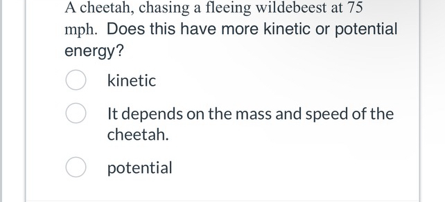 A cheetah, chasing a fleeing wildebeest at 7 5