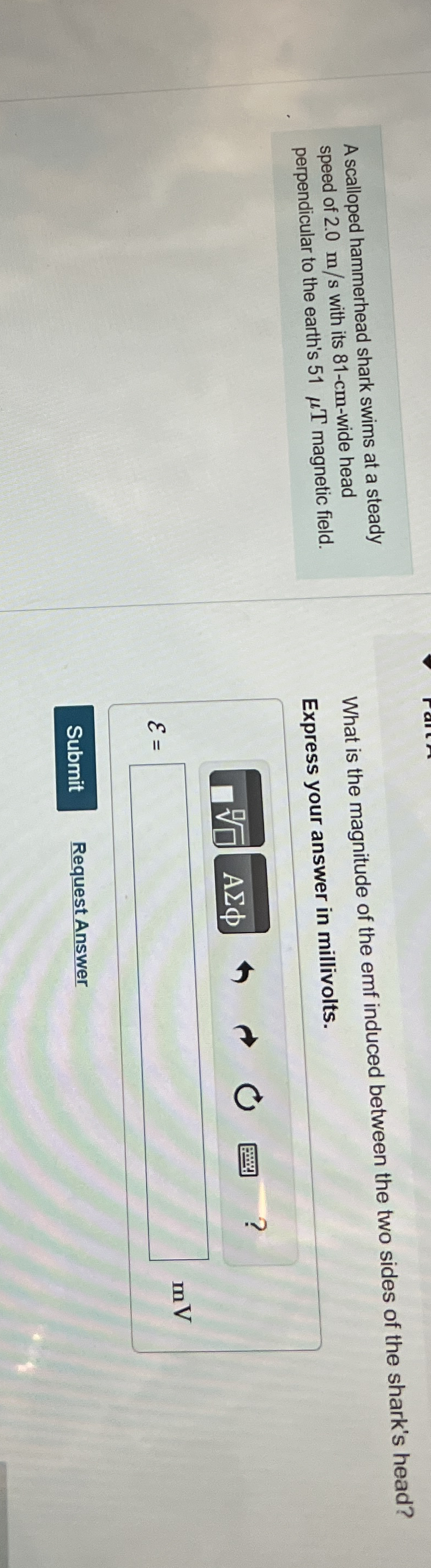 A scalloped hammerhead shark swims at a steady