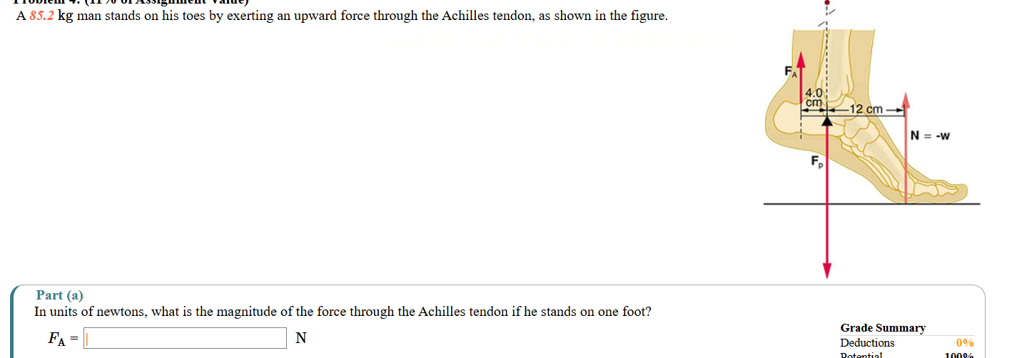 A 8 5 . 2 kg man stands on his toes by exerting