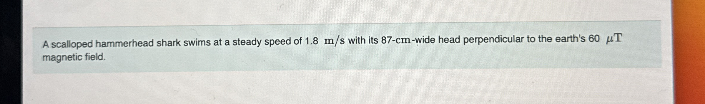 A scalloped hammerhead shark swims at a steady