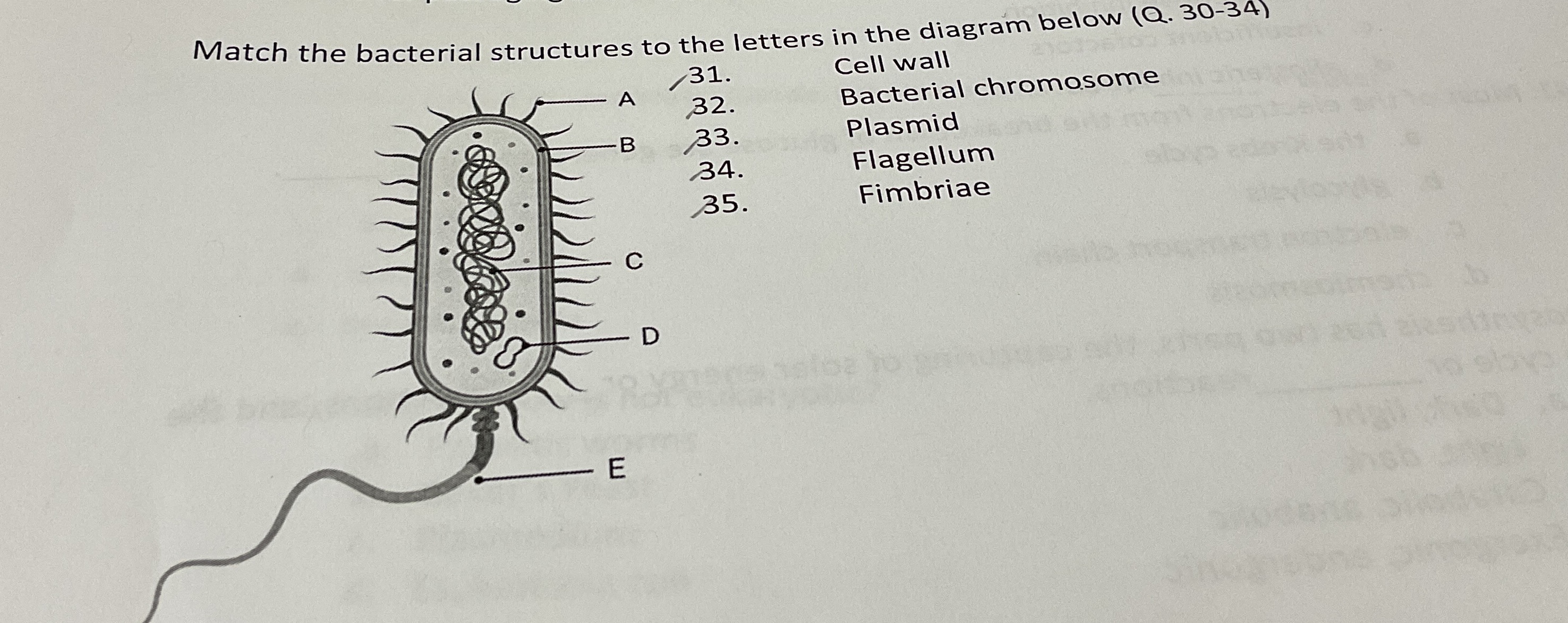Match the bacterial structures to the letters in
