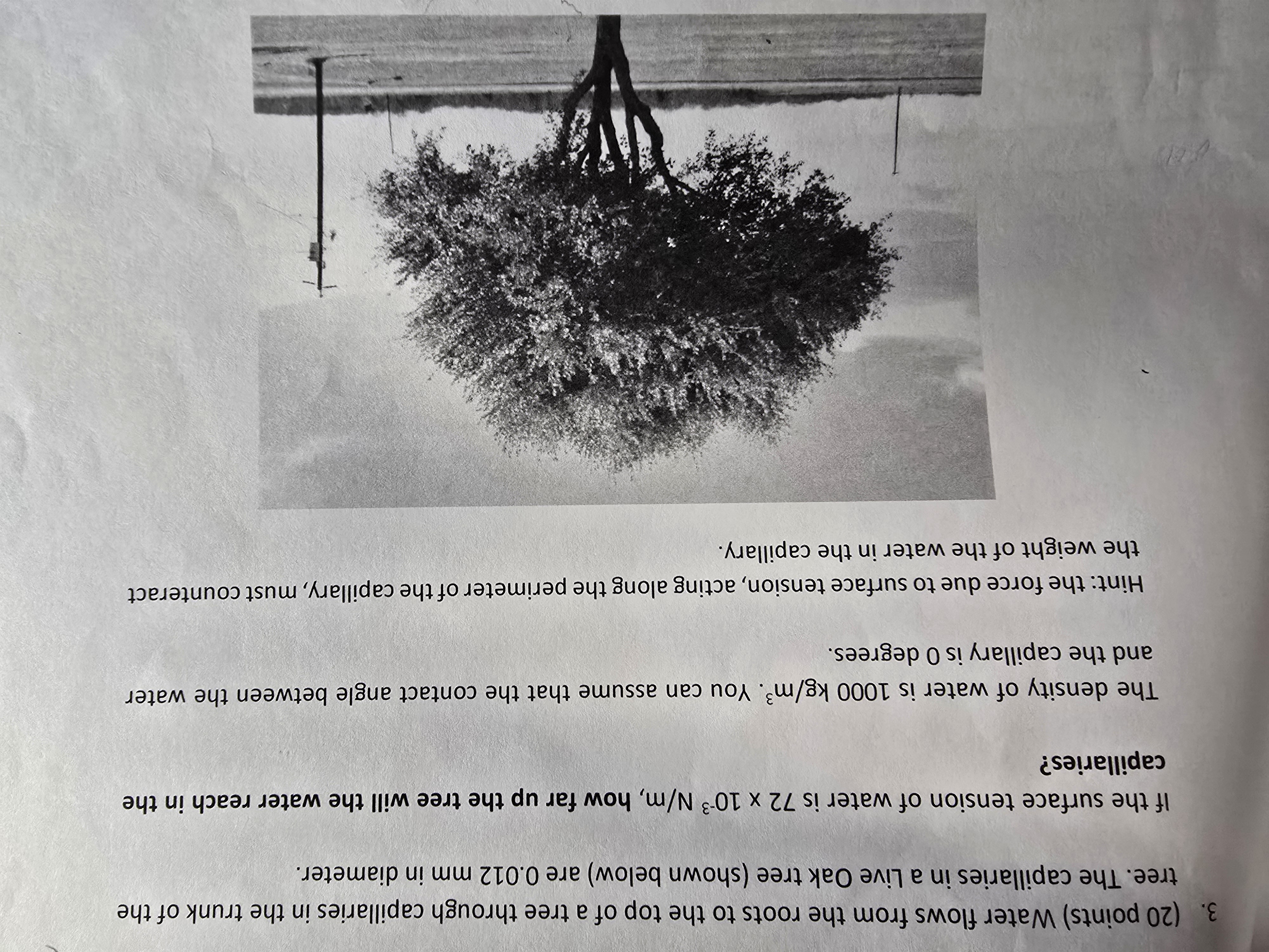 ( 2 0 points ) Water flows from the roots to the