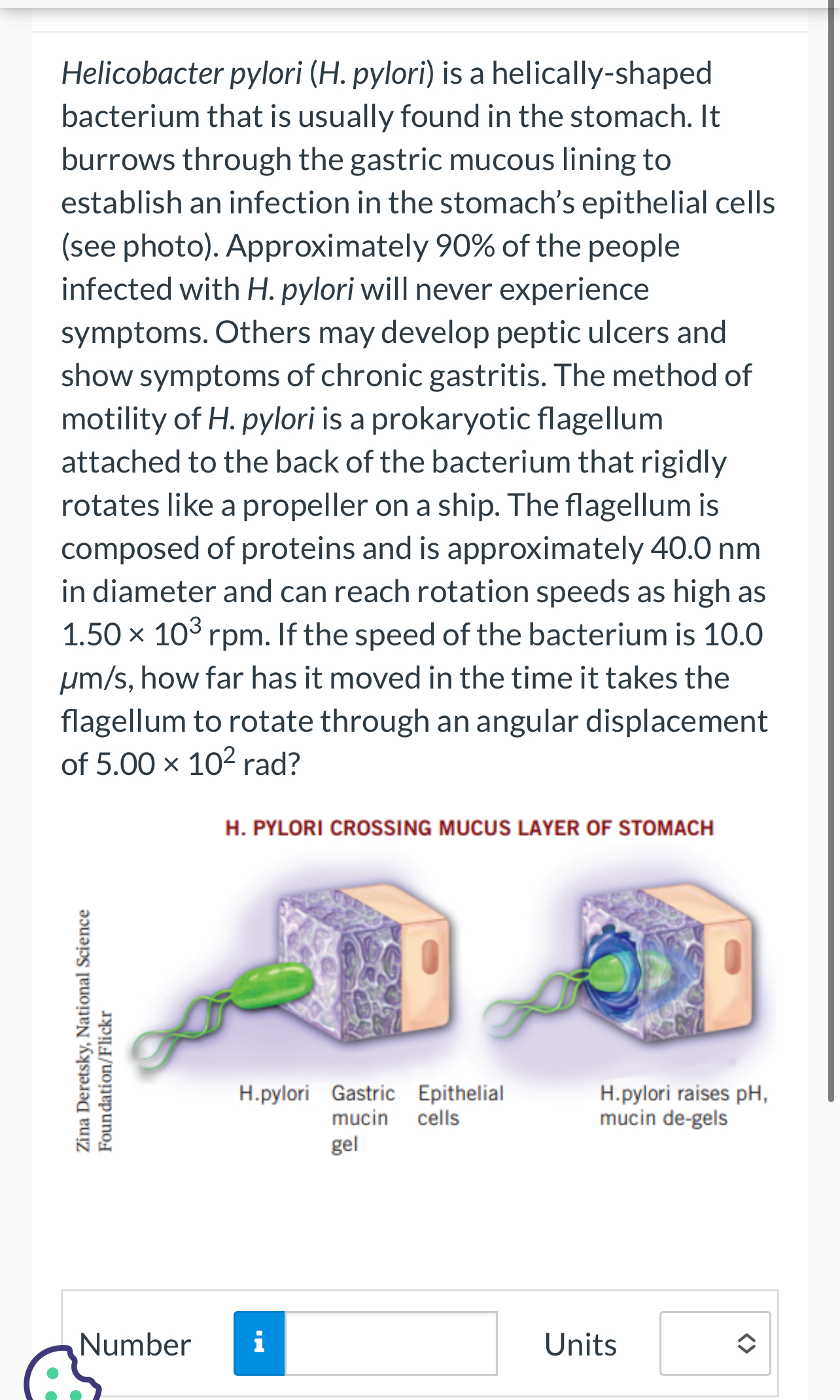 Helicobacter pylori ( H . pylori ) is a helically