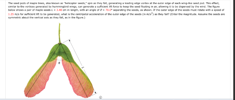 The seed pods of maple trees, also known as