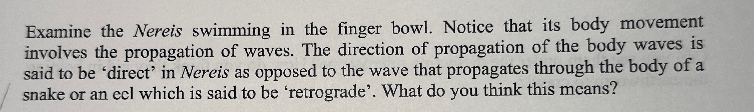 Examine the Nereis swimming in the finger bowl.