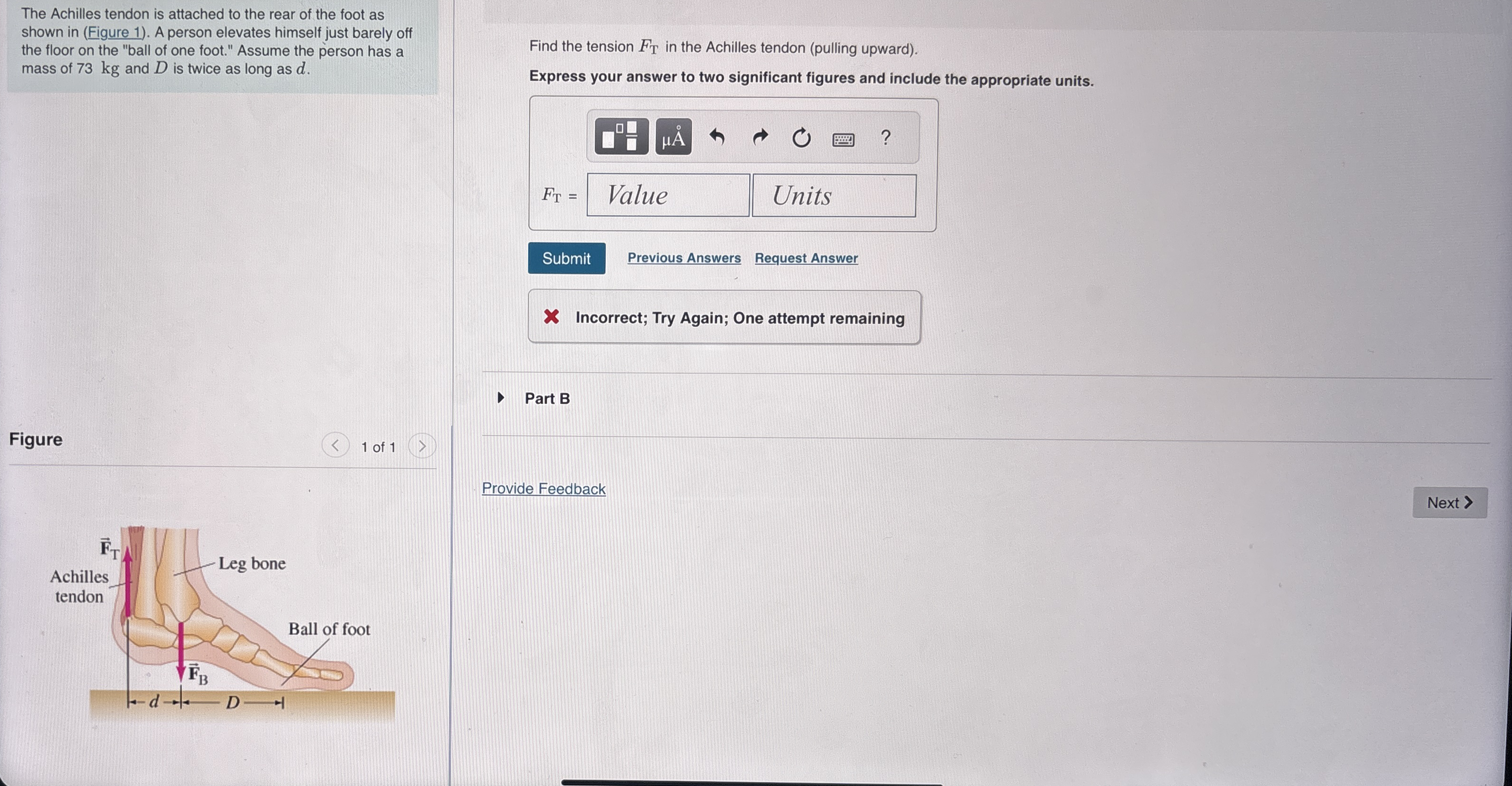 The Achilles tendon is attached to the rear of