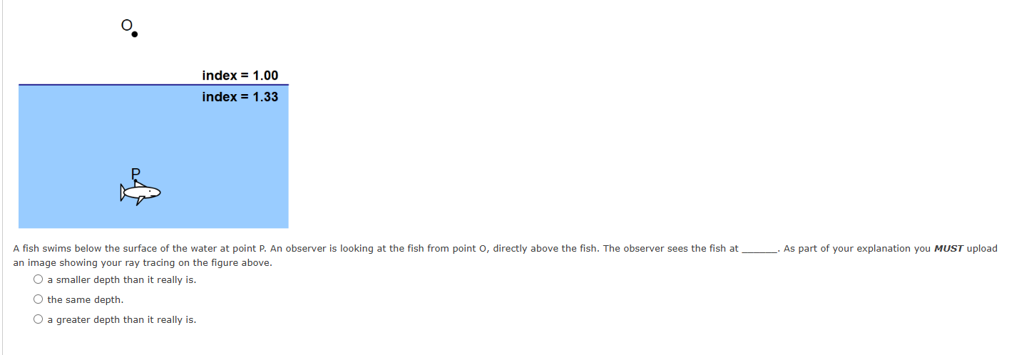 A fish swims below the surface of the water at