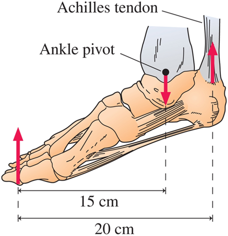 Suppose a 6 1 kg woman stands on one foot, on
