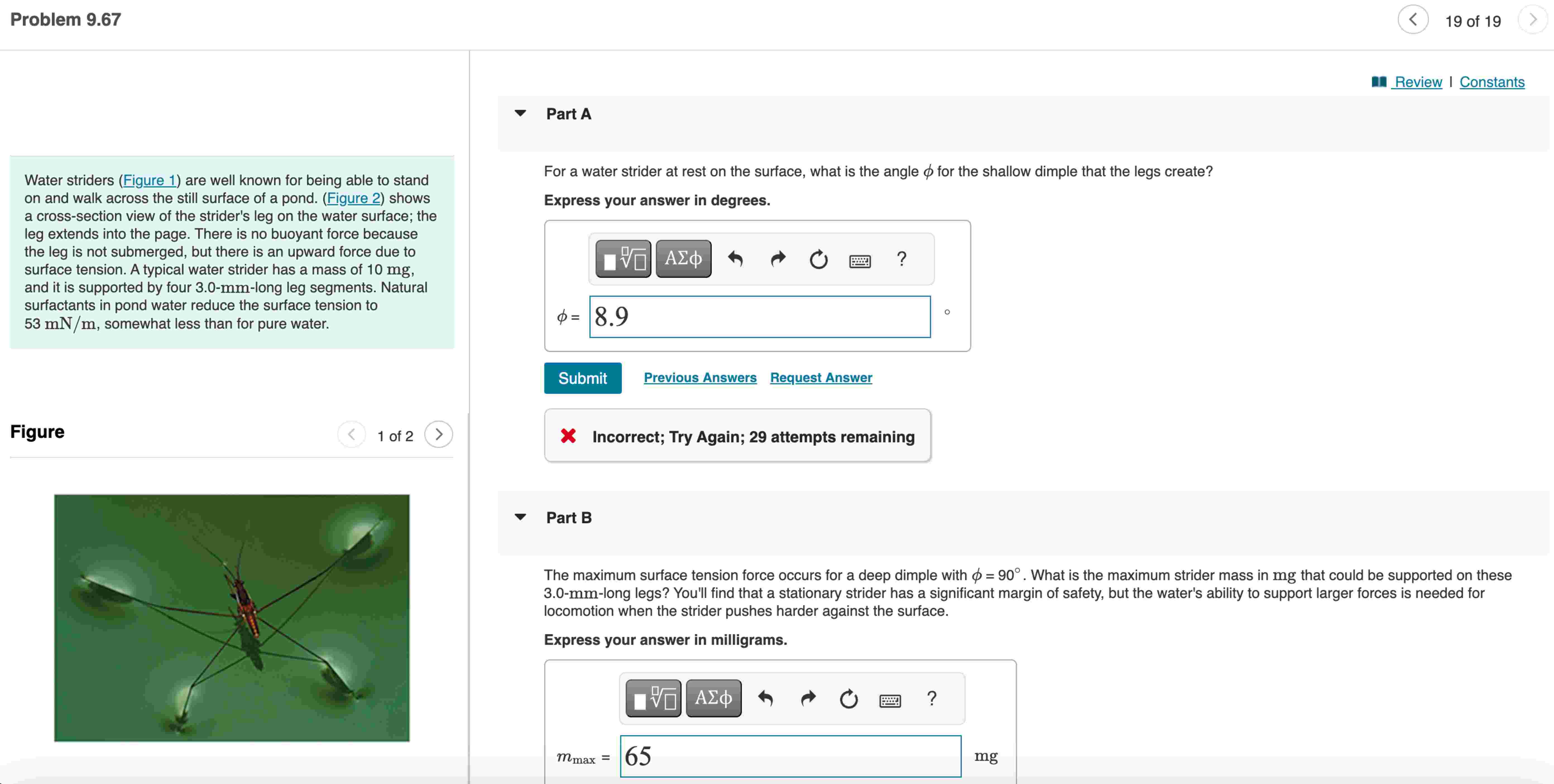 Part A For a water strider at rest on the