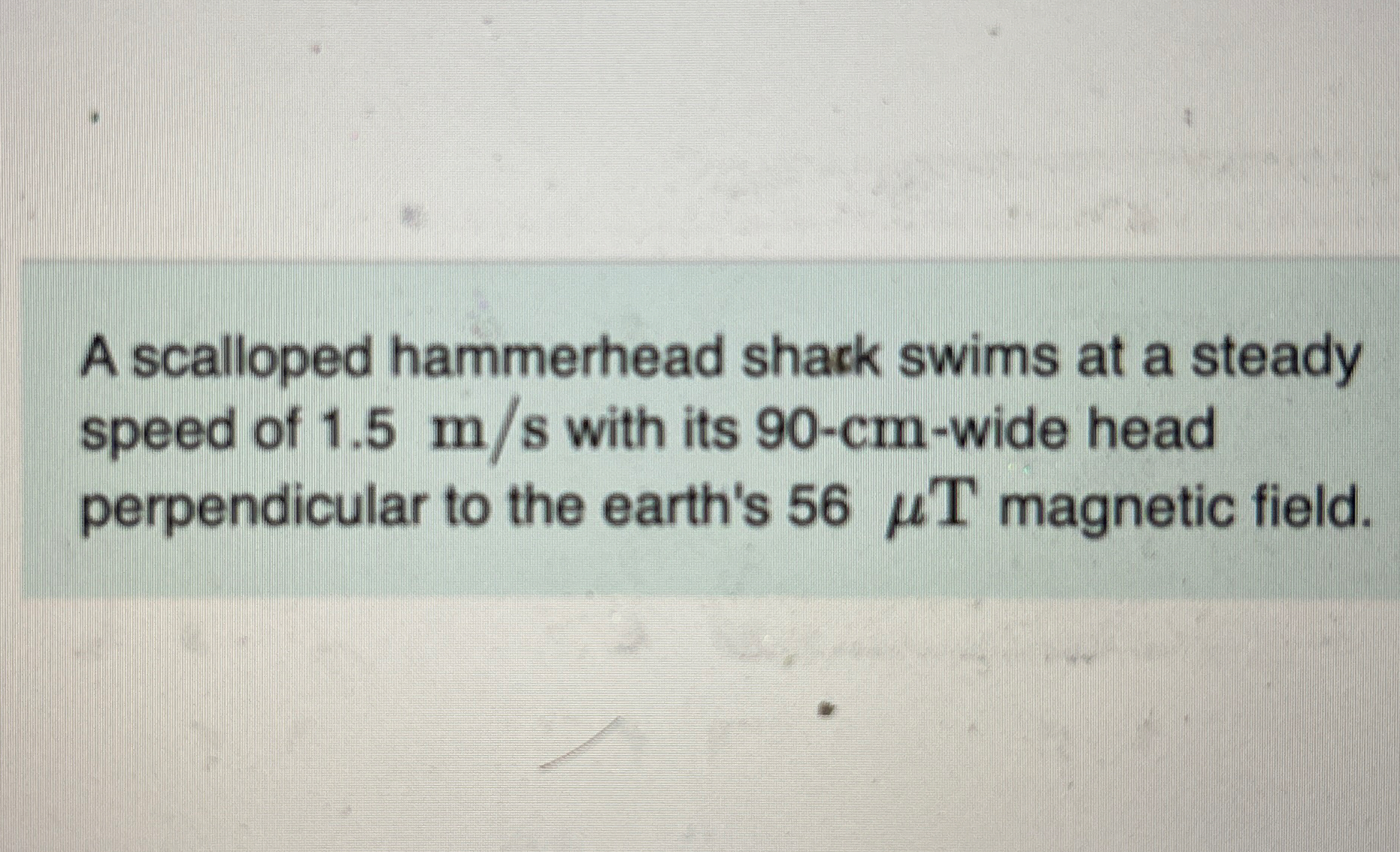 A scalloped hammerhead shack swims at a steady