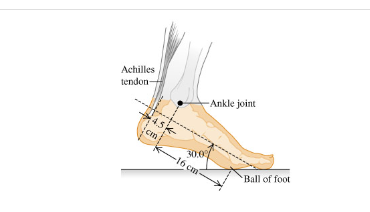 A \ ( 7 1 0 - \ mathrm { N } \ ) athlete standing