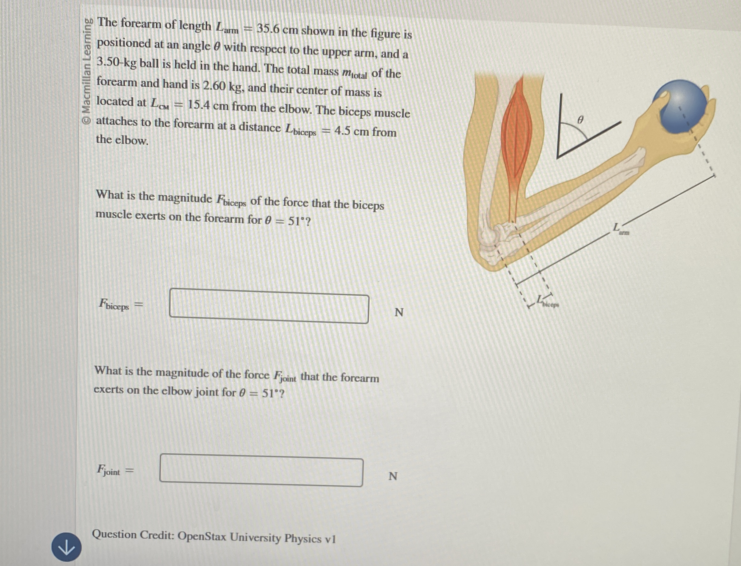The forearm of length L a r m = 3 5 . 6 c m shown