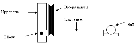 A 6 . 0 - kg ball is held in the hand with the