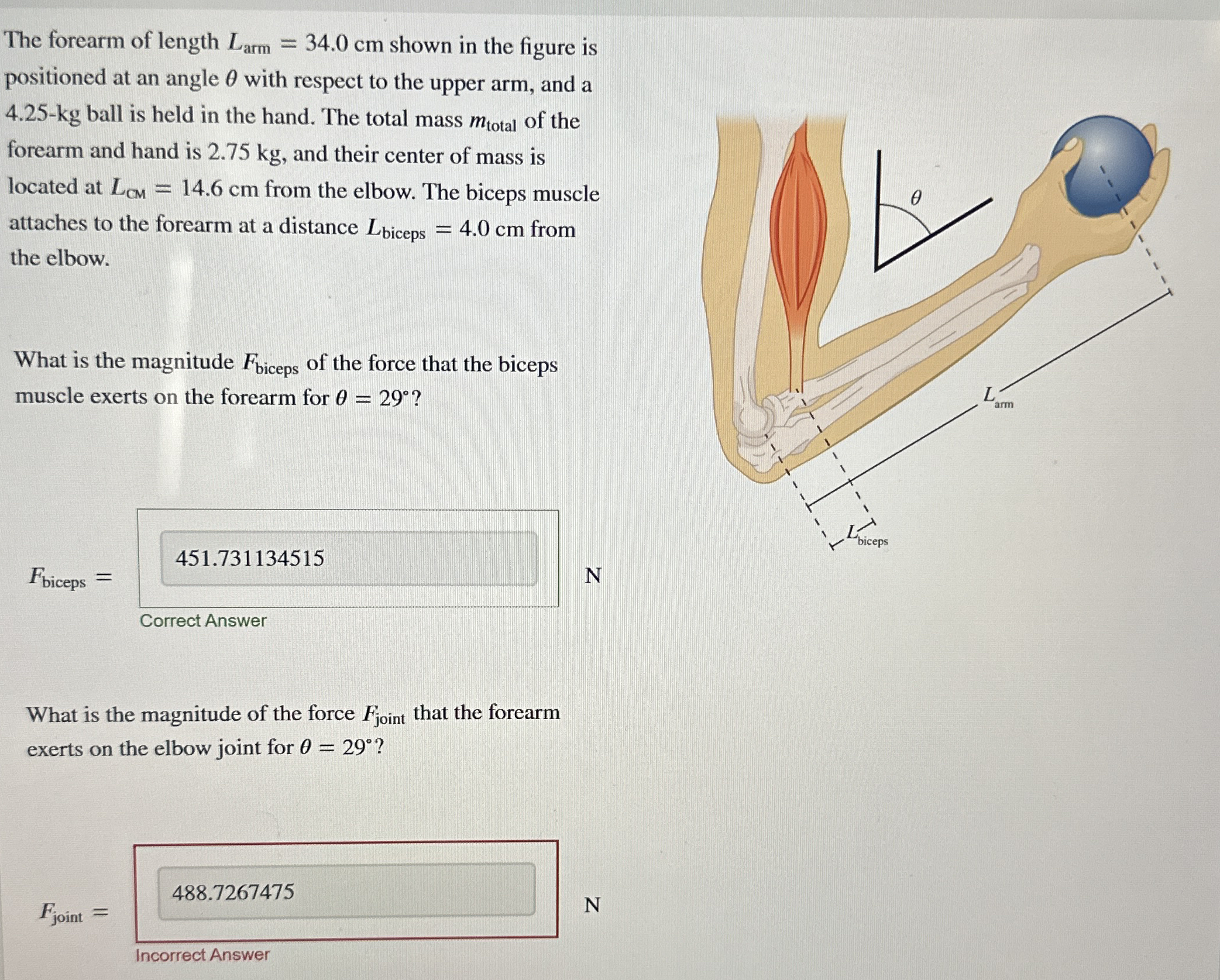 The forearm of length L a r m = 3 4 . 0 c m shown