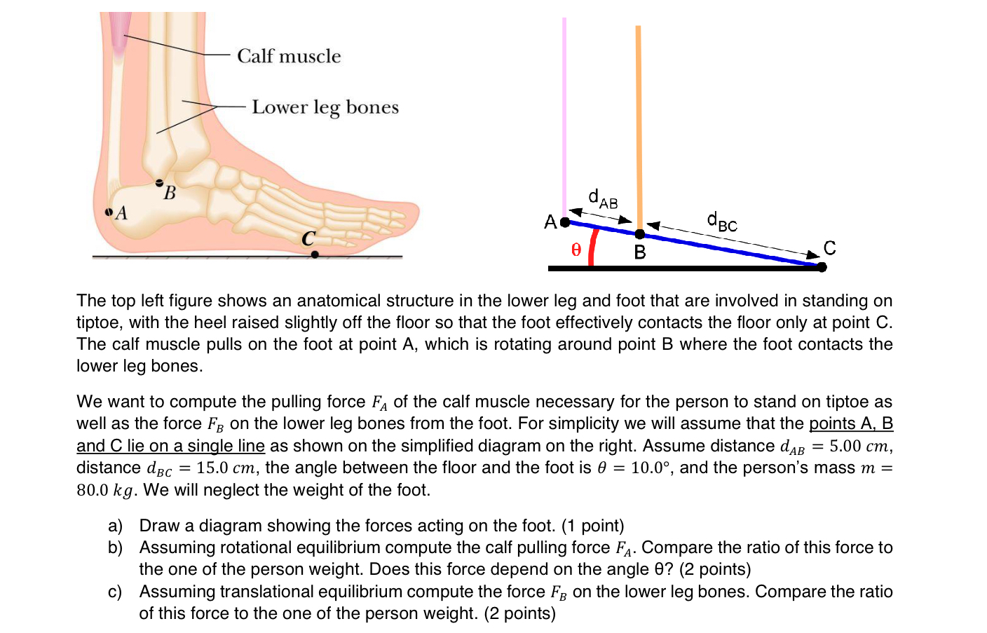 The top left figure shows an anatomical structure