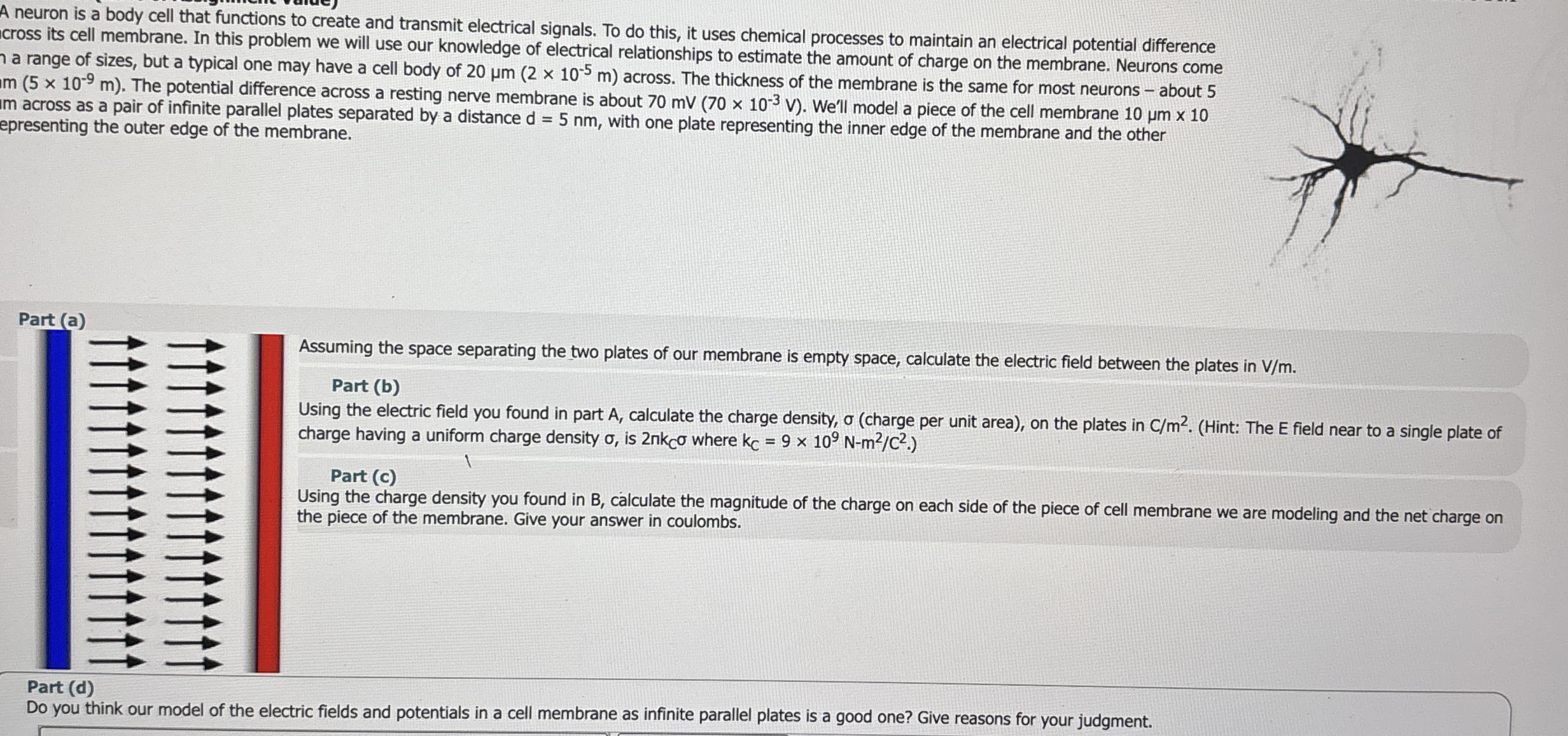 A neuron is a body cell that functions to create