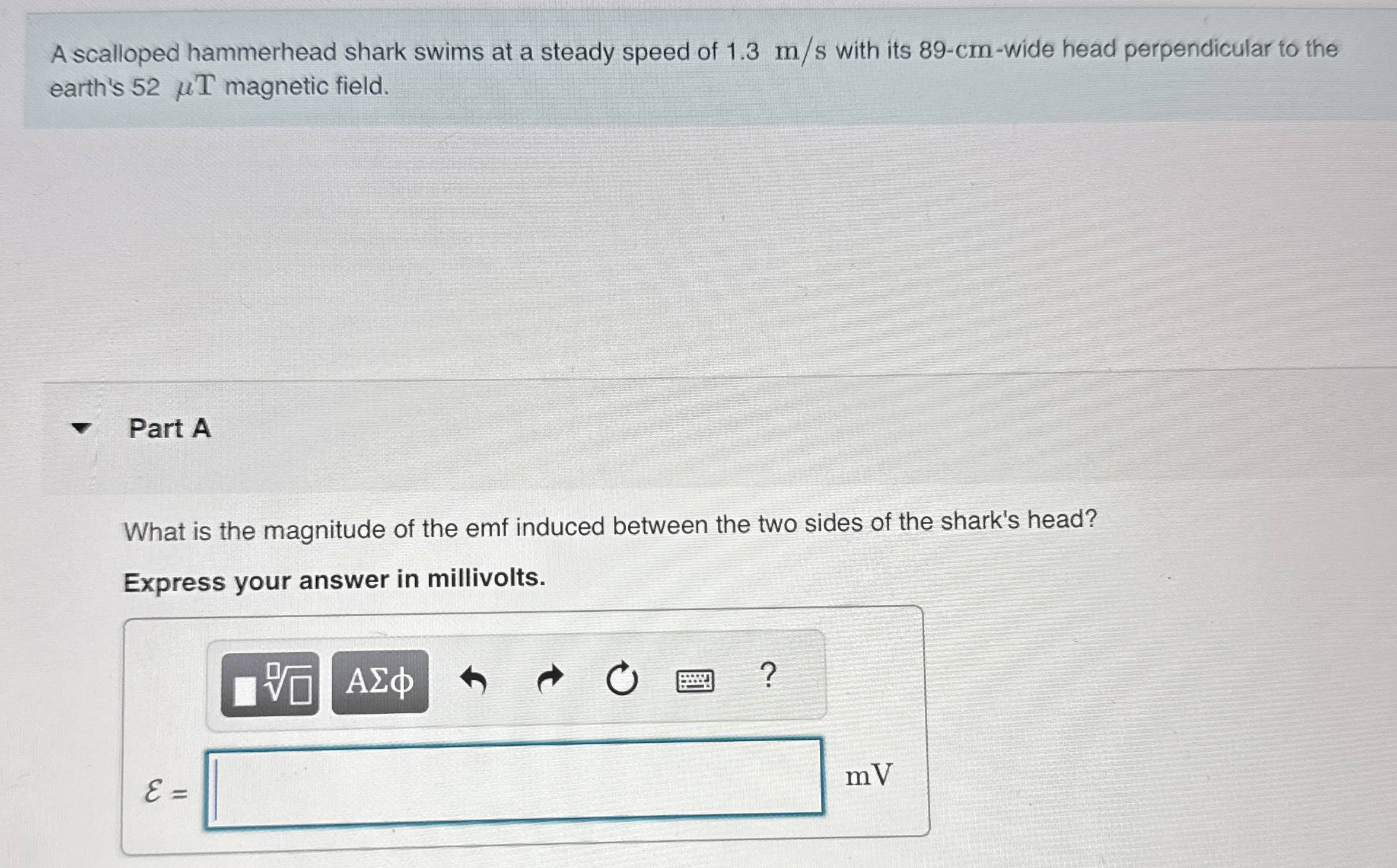 A scalloped hammerhead shark swims at a steady