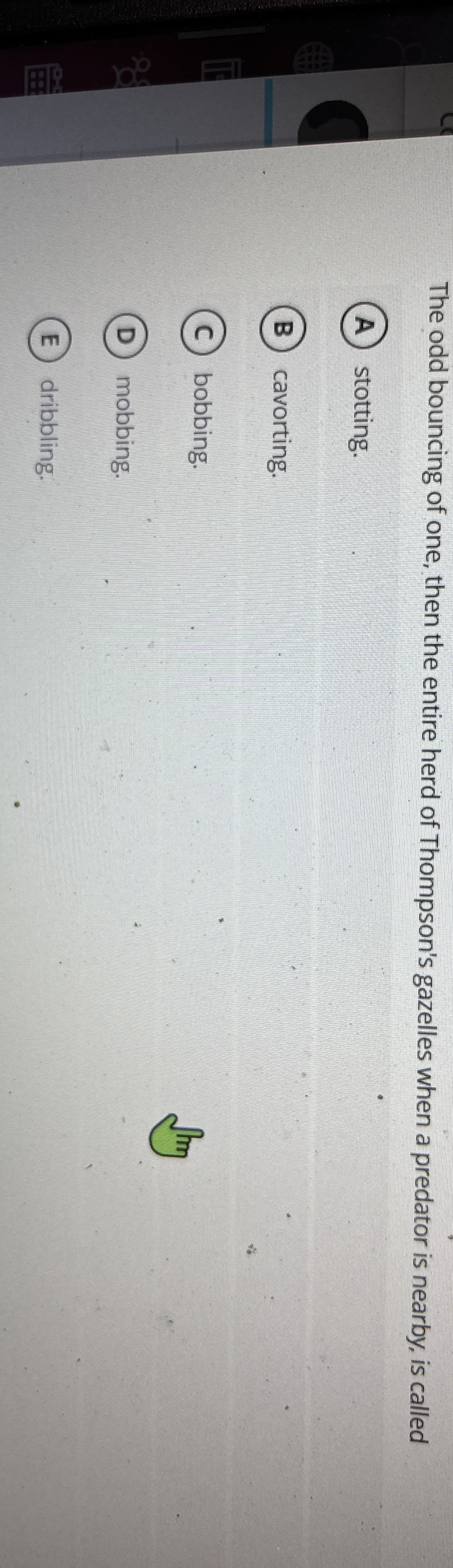 The odd bouncing of one, then the entire herd of