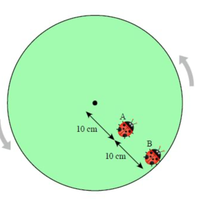 Two ladybugs are riding on a turntable as it
