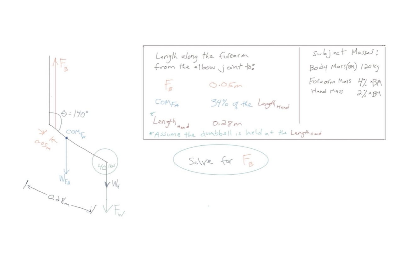 Length along the forearm from the elbow joint to:
