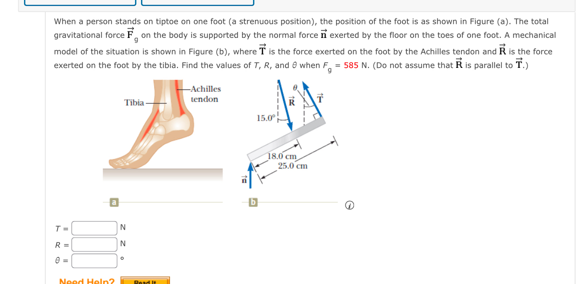 When a person stands on tiptoe on one foot ( a