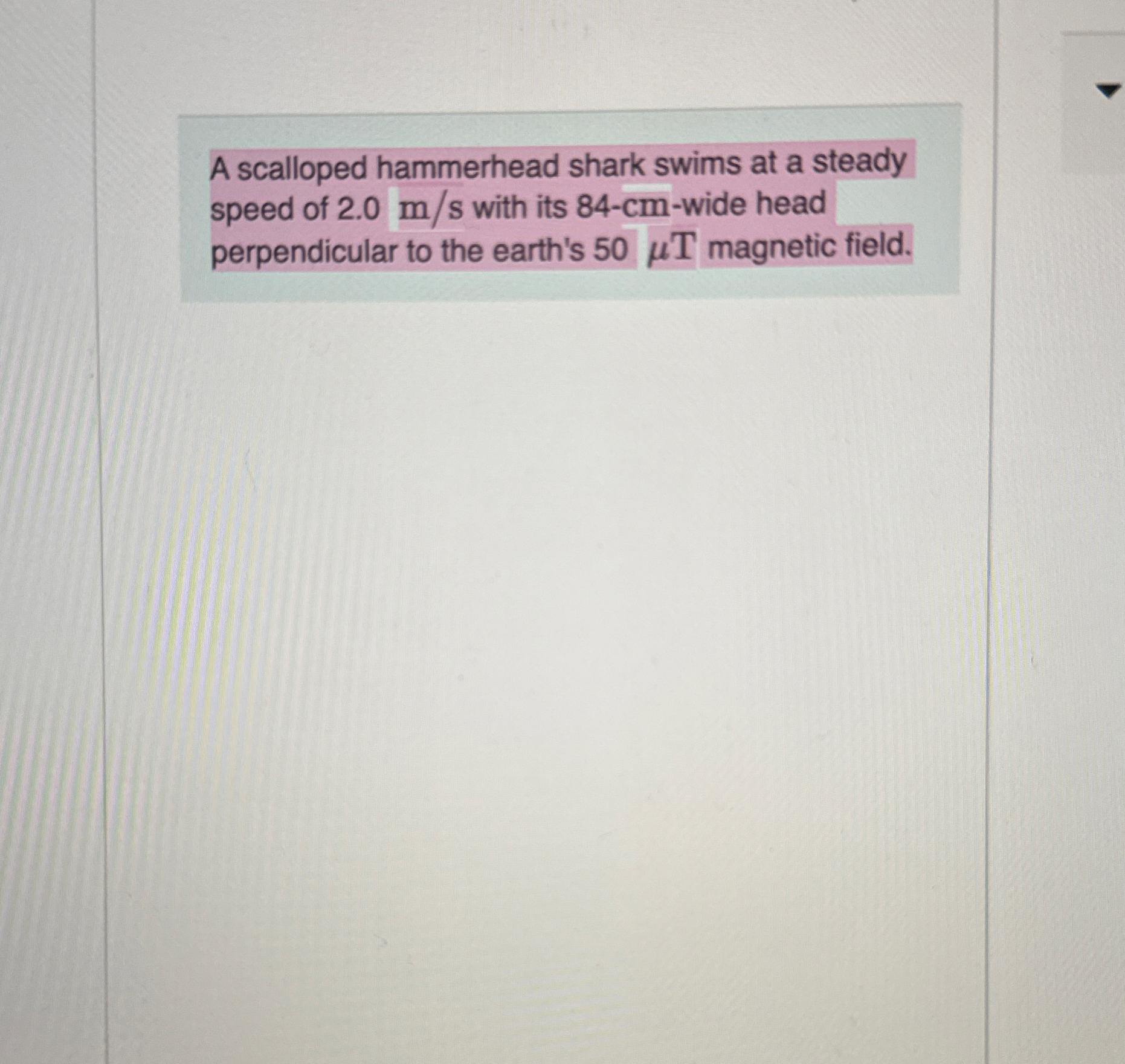 A scalloped hammerhead shark swims at a steady