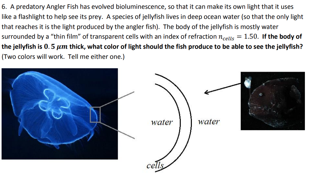 6 . A predatory Angler Fish has evolved