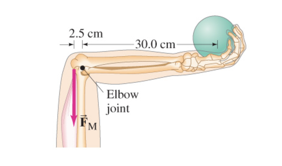 Approximately what magnitude force, FMFM , must