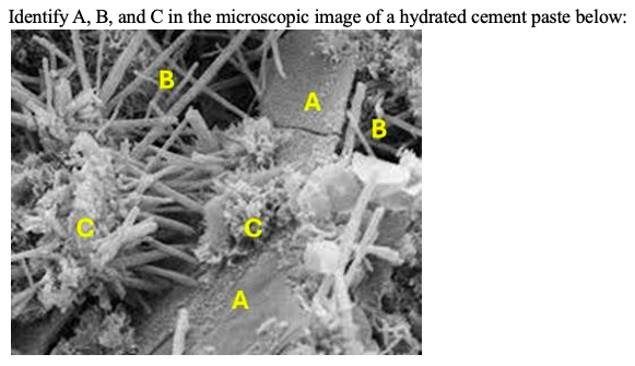 Identify A , B , and C in the microscopic image