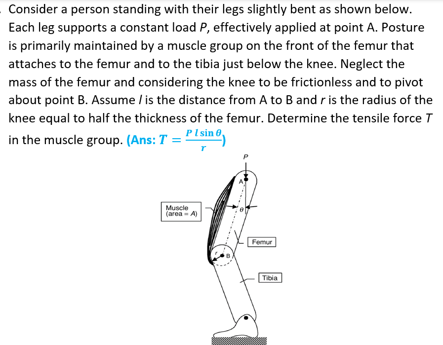 Consider a person standing with their legs