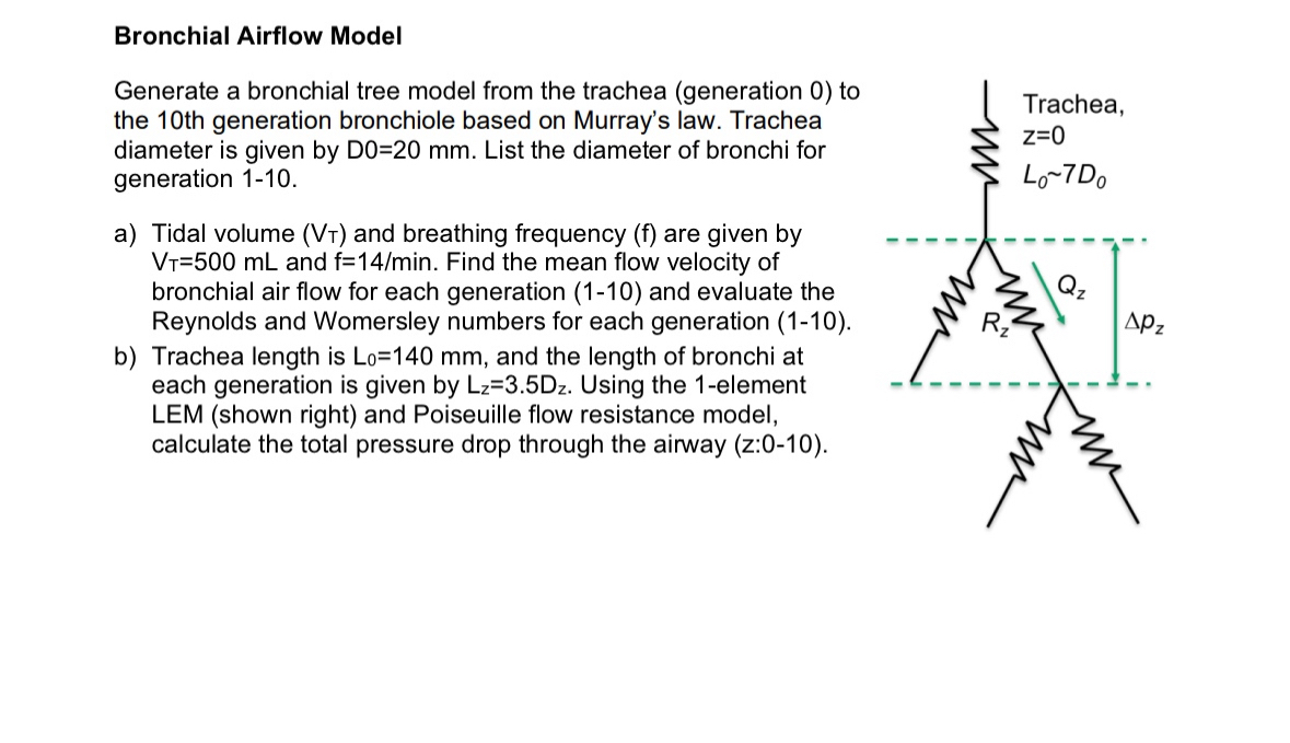 Bronchial Airflow Model Generate a bronchial tree