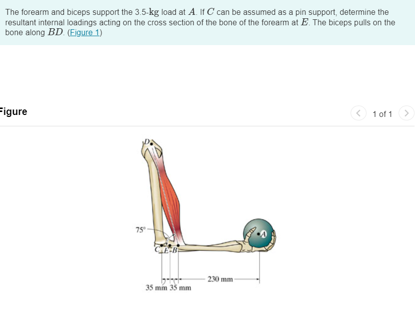 The forearm and biceps support the 3 . 5 - kg